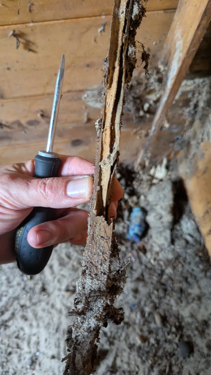 Sondage d'une poutre en bois au poinçon lors d'un diagnostic termites